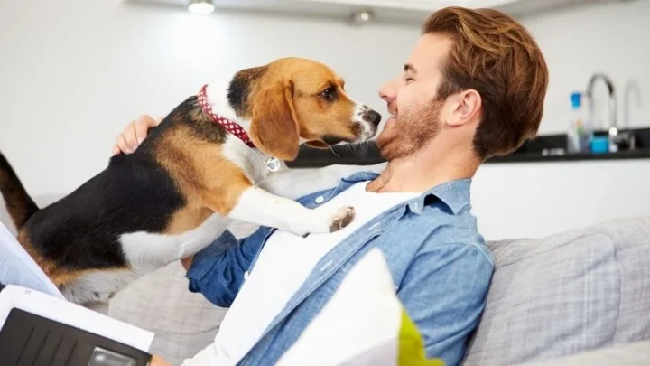 What Is Pet Insurance, And Is It Worth It?