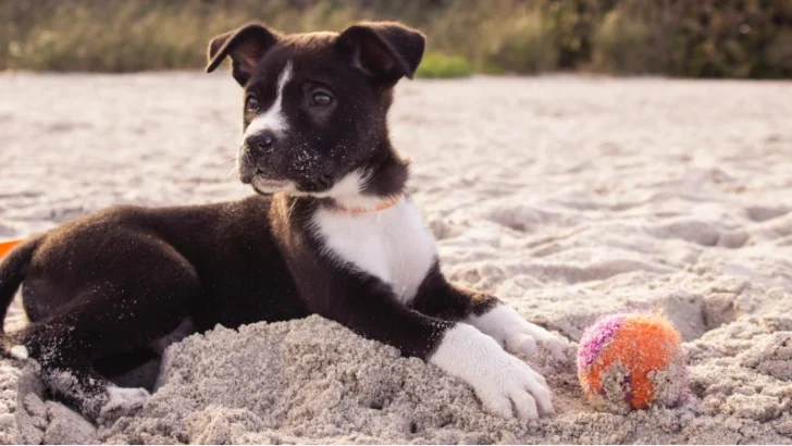 Martingale Dog Collars: How to Use Them